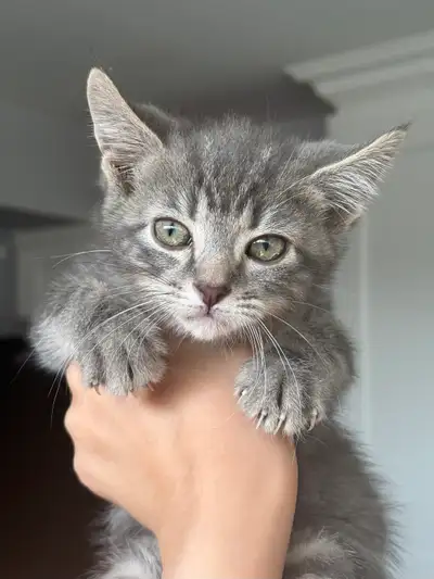 Russian Blue Mix Kittens for New Home, View more