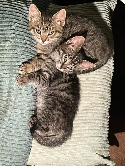 Darling 9 week old male kittens good buddies playful and friendly litter-trained hoping to find home...