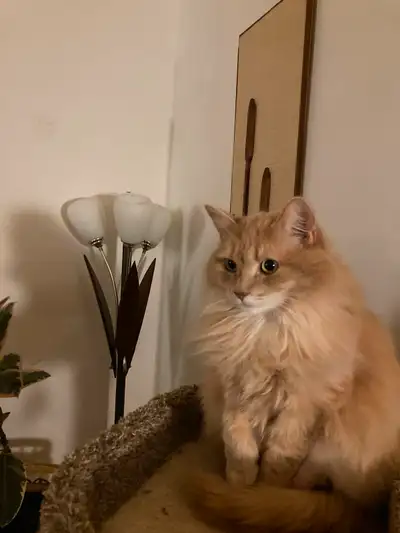 Chatte stérilisée de 10 ans, View more
