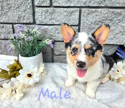 Corgi Puppies, View more