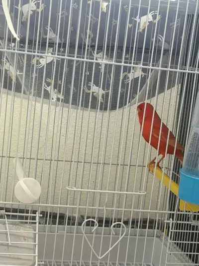 canary male, View more