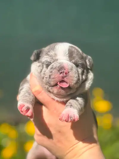 We have 2 stunning Micro American Bully puppies available from an exclusive litter – this is a very...
