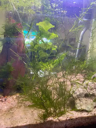guppy grass aquatic plant , View more