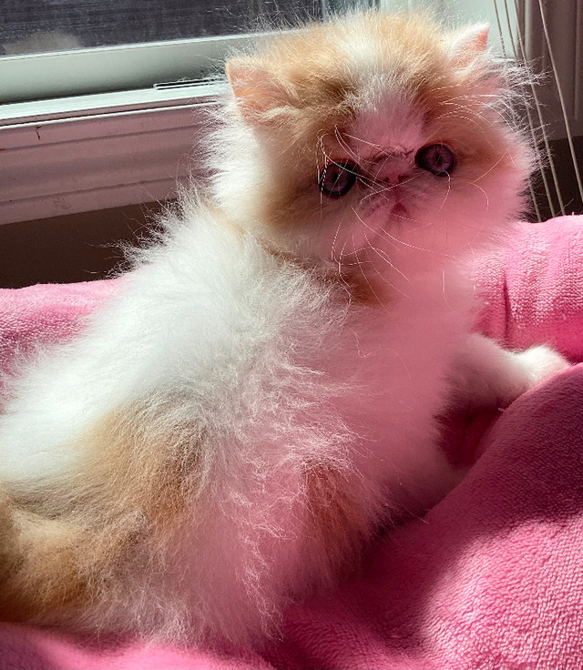 Registered  show quality Persian kitten  SIMPLY THE BEST in Cats & Kittens for Rehoming in Calgary - Image 2