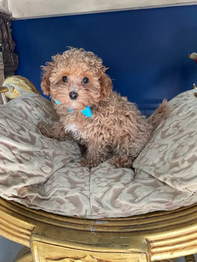 Precious Toy Poodle in Dogs & Puppies for Rehoming in Markham / York Region - Image 7
