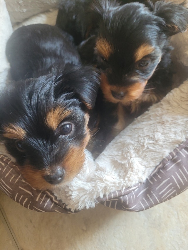 Yorkie puppies Open to offers Dogs & Puppies for Rehoming Napanee Kijiji