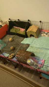 Still adopting Guinea pigs:) Guelph only! 