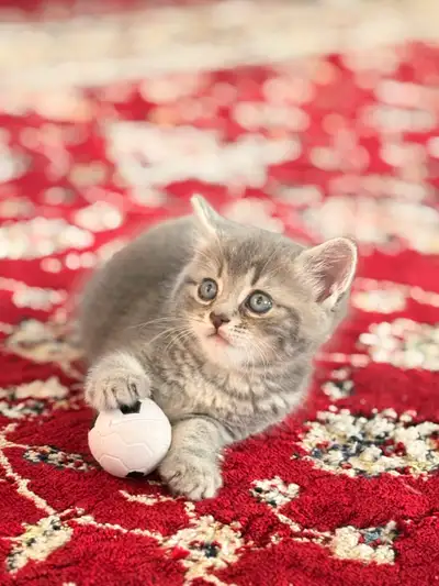 Chaton gris rayé, View more