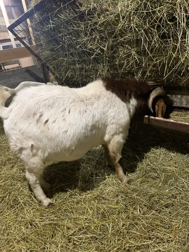 Purebred Boer Buck in Livestock in Hamilton - Image 6