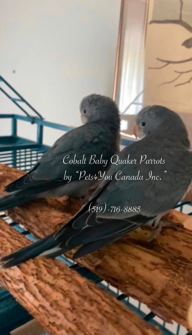 Baby Quaker Parrots in Birds for Rehoming in Kitchener / Waterloo - Image 2