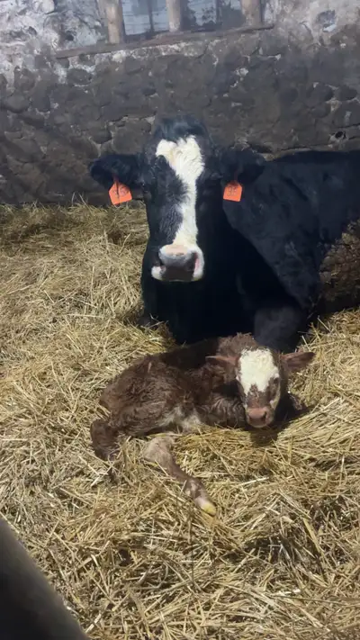 Looking for pasture to rent in the Lucknow area for cow calf pairs