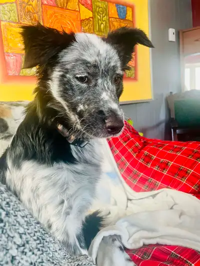 Border Collie x berger australien 6 mois 400$, View more