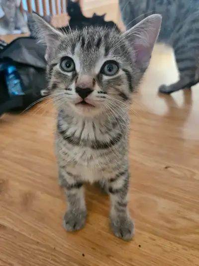 4 Chatons à vendre, View more