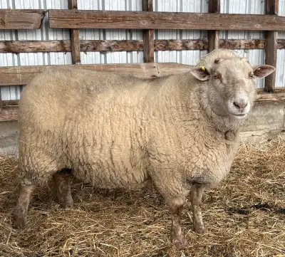 Breeding ram, View more