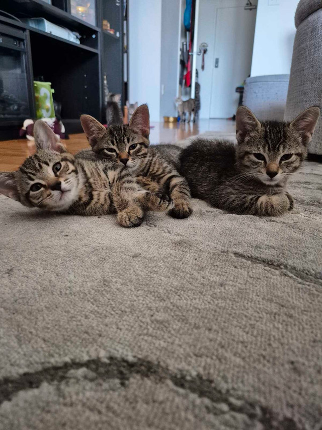 Affectionate Tabby Kittens, Never Bite or Scratch. in Cats & Kittens for Rehoming in City of Toronto