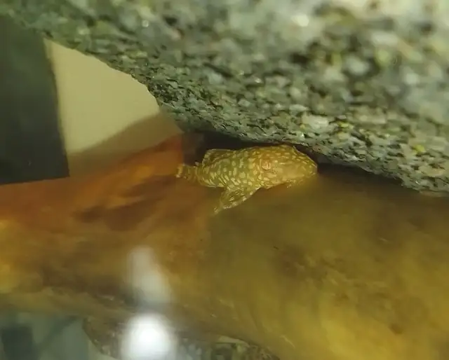 Golden Bristlenose Pleco juvenile in Fish for Rehoming in City of Toronto - Image 2