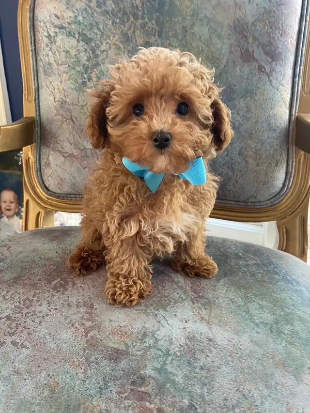 Precious Toy Poodle in Dogs & Puppies for Rehoming in Markham / York Region - Image 6