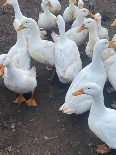 fertilized Pekin duck hatching eggs , View more