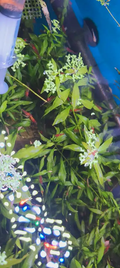 Fire red cherry shrimp , View more