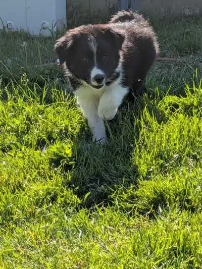 Collie Puppies, View more