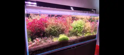 A great way to get numerous plant species for a great price. $25 plant package includes: - 10 Rotala...