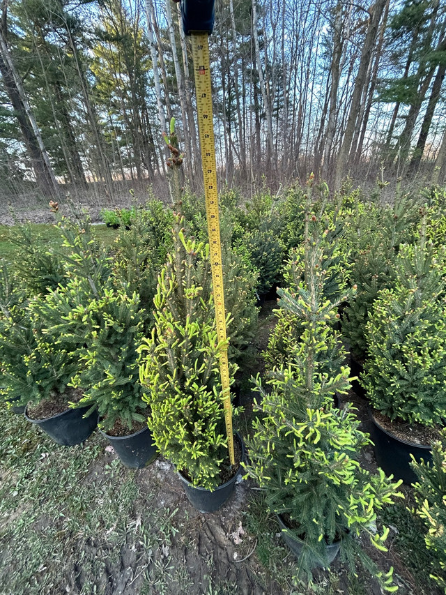 White Spruce (North Pole) 5 Gallon - $65/each  in Plants, Fertilizer & Soil in Kitchener / Waterloo - Image 2