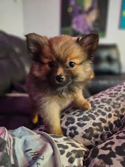 I have a 5 Amazing Pomeranian Puppies ready for new homes! These playful pups have unique colourings...