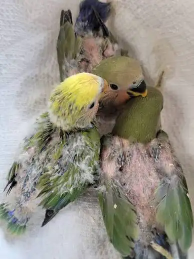 looking for a chick lovebird, View more