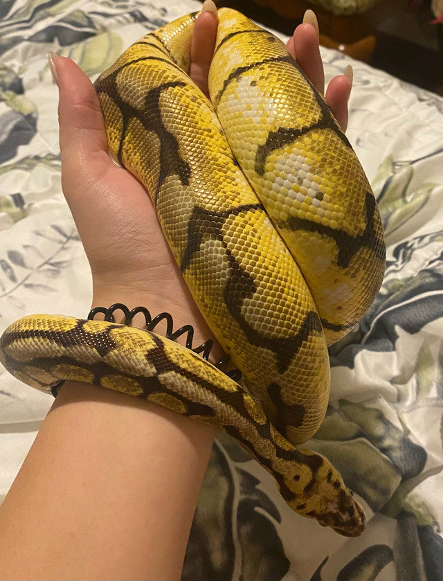 Ball python (female) in Reptiles & Amphibians for Rehoming in Leamington