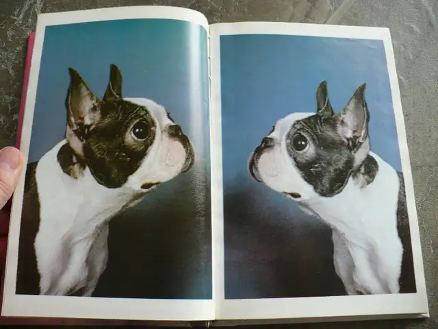 BOSTON TERRIERS ( BOOK ) in Other in Longueuil / South Shore - Image 7