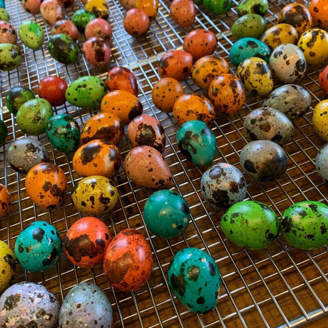 Coturnix Quail eggs and chicks, the new  chicken in Livestock in Chatham-Kent