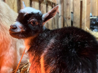 Nigerian dwarf doeling