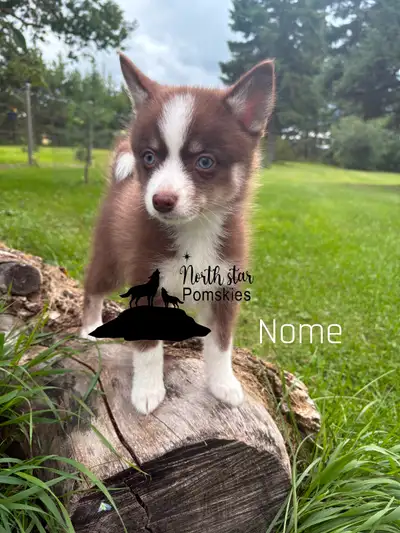 Pomsky Pups., View more
