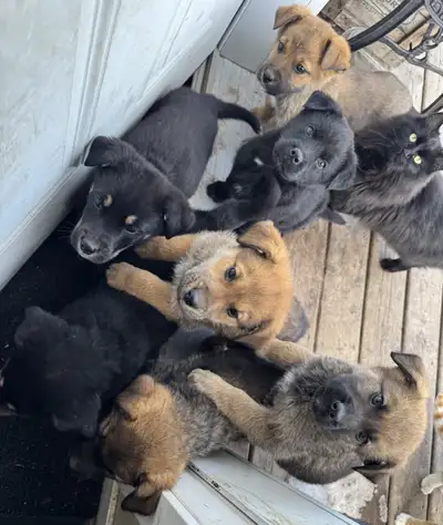 4 females left out of 7 puppies. All playful and good with kids and sheep. They have also been intro...