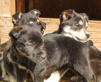 Husky, Border Collie, Golden Retriever cross pupppies