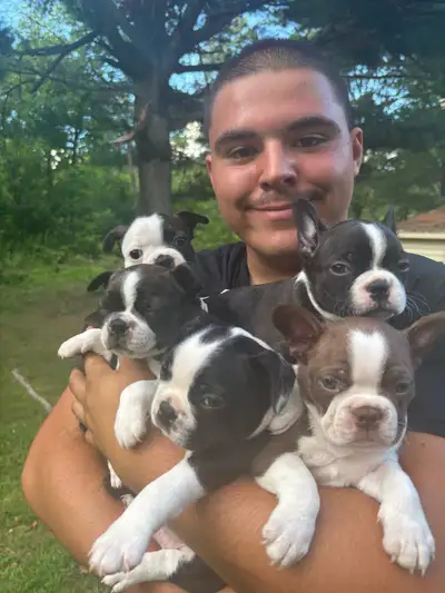 Boston Terrier Puppies, View more