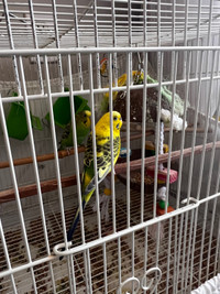 Two budgies 