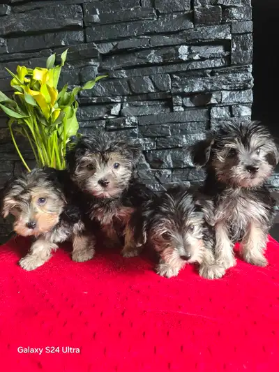 Magnifique Morkie (Yorkshire mix Bichon Maltais), View more