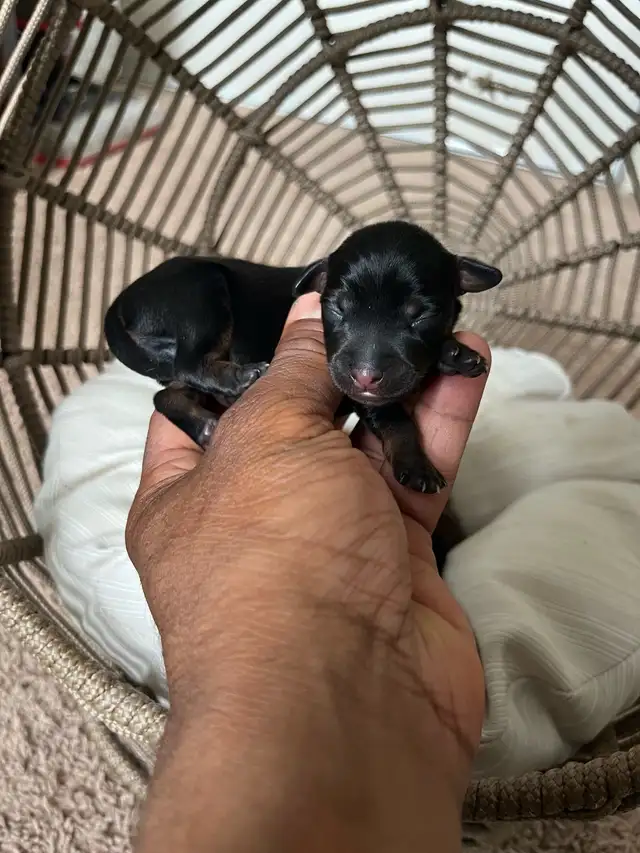 Miniature Pinscher puppies in Dogs & Puppies for Rehoming in Mississauga / Peel Region - Image 3