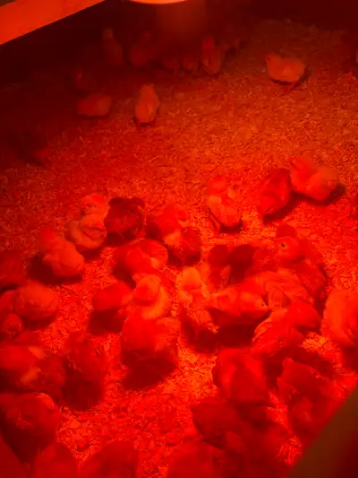 Road island red chicks $7 each, View more
