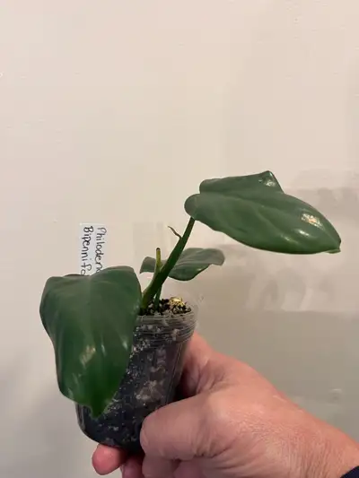 philodendron bipennfiolium, View more