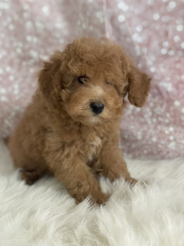 Toy/Mini Poodles Dogs & Puppies for Rehoming Edmonton Kijiji