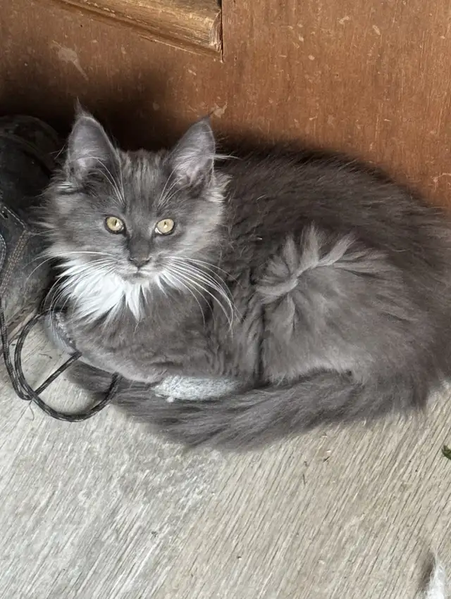 Beautiful Maine Coons in Cats & Kittens for Rehoming in Moncton - Image 5