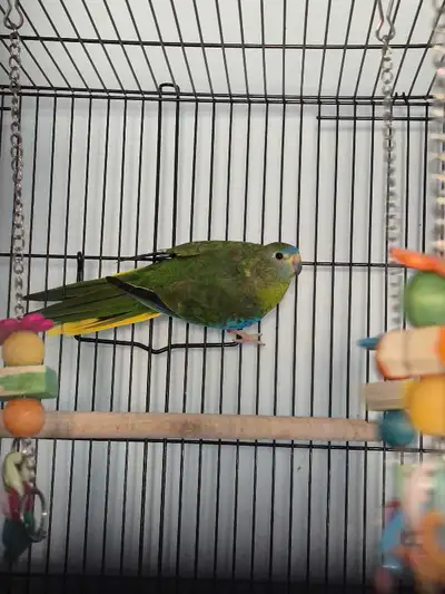 turquoisine, View more