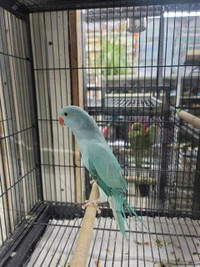 BEAUTIFUL TAMED BABY RINGNECK PARROT AVAILABLE AT CENTRAL PET 