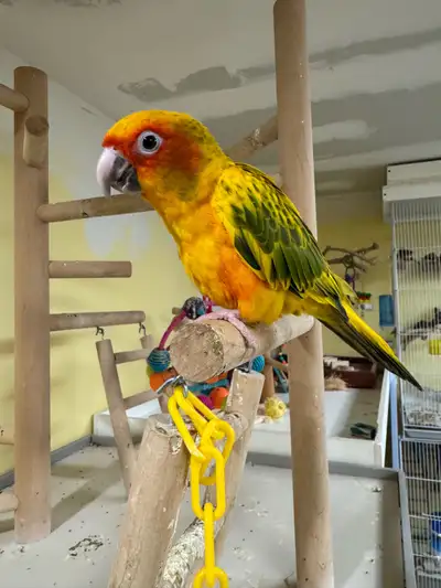 Sun Conures, View more