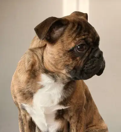 BUGG puppy for sale, View more