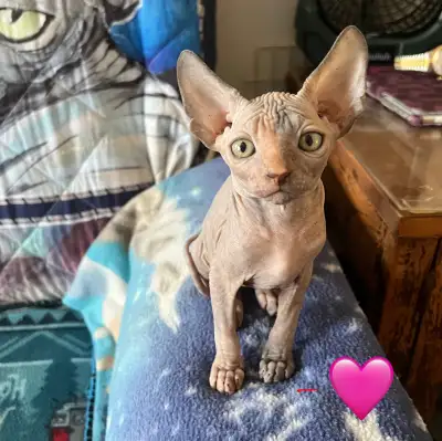 chatons sphynx, View more