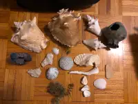 Sea Shells/Fish Food/Marble Balls/Plastic Pet Door/Pet Carrier/P