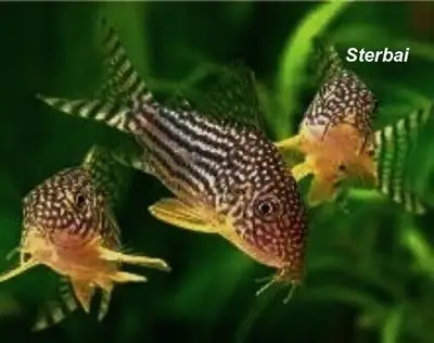 Sterbai corys, View more